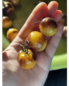 Tomato 'Blue Sun' Seeds