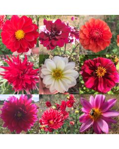 Dahlia, Mixed Colors