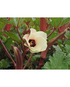 Okra 'Jing Orange' Seeds (Naturally Grown)