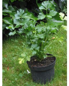 Leaf Celery 'Verde da Taglio' 