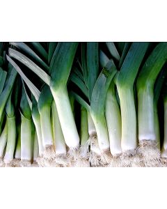 Leek 'Large American Flag'