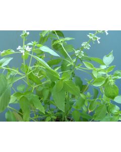 Basil, Lemon