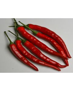 Pepper HOT 'Louisiana Red Cayenne' Plant (4" Pot, single)
