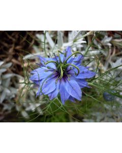Love-in-a-Mist 'Miss Jekyll Blue' Seeds (Naturally Grown)