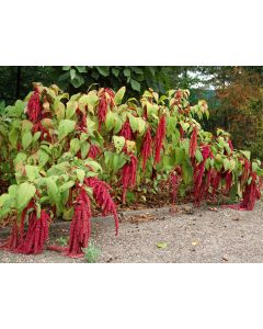 Amaranth 'Love Lies Bleeding'