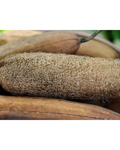 Gourd 'Sponge Luffa'