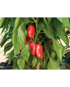 Pepper SWEET 'Lunch Box Red' Plant (4" Pot, single)