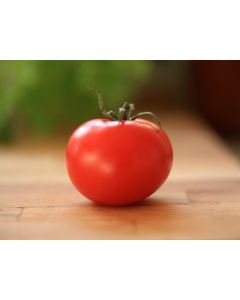Tomato 'Marglobe'