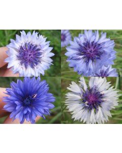 Bachelor's Button 'Classic Fantastic'