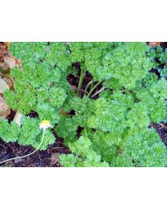 Parsley 'Moss Curled'
