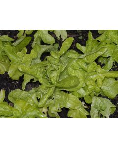 Lettuce 'Oakleaf'