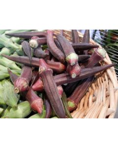 Okra 'Burgundy'
