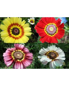 Tricolor Daisy Mixed Color
