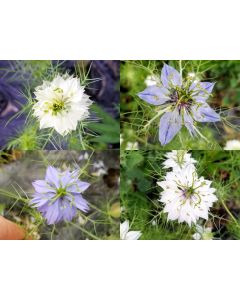 Love-in-a-Mist 'Persian Jewels Blue and White Mix' Seeds (Naturally Grown)