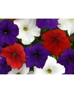 Petunia, Classic Colors Mix Seeds (Naturally Grown)