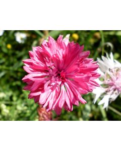 Bachelor's Button 'Rose Pink'