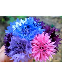 Bachelor's Button 'Polka Dot Mix'