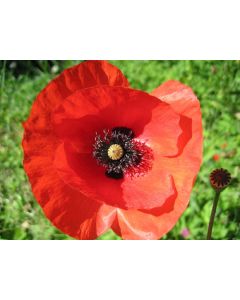 Red Corn Poppy