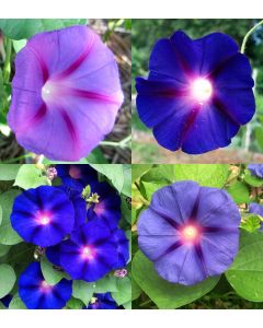 Morning Glory ‘Purple Mix’