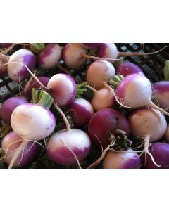 Turnip 'Purple Top'