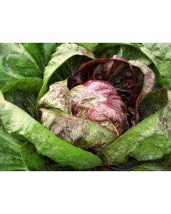Radicchio ‘Early Palla Rossa’ 