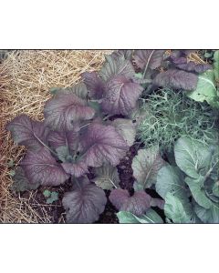 Broad-leaved Mustard 'Red Giant'