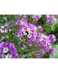 Alyssum 'Royal Carpet'