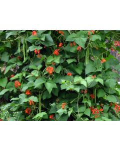 Scarlet Runner Bean