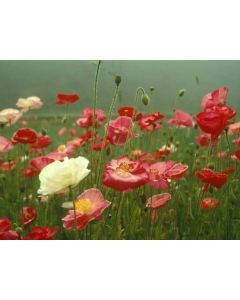 Shirley Poppy 'Double Mixed'