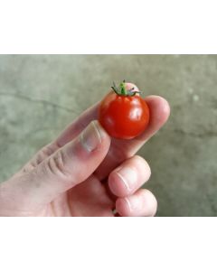 Tomato 'Vilma' 