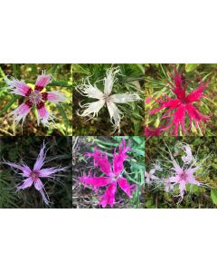 Sweet William 'Spooky Mixed' 