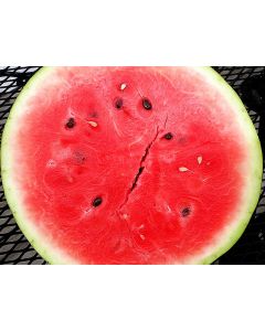Watermelon 'Sugar Baby'
