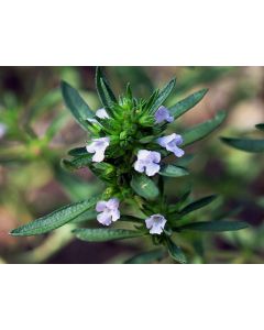 Summer Savory