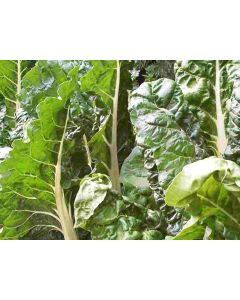 Swiss Chard 'Fordhook Giant'