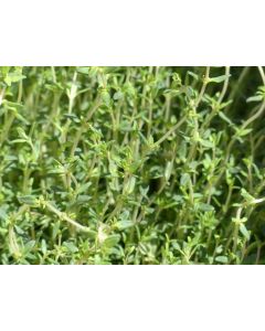Thyme, Common