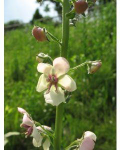 Moth Mullein Seeds (Naturally Grown)