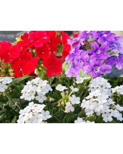 Verbena 'Shades of Liberty' 