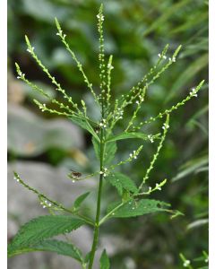 White Vervain Seeds (Naturally Grown)