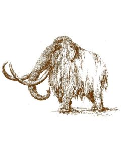 Basil 'Mammoth Sweet' 