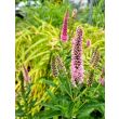Speedwell ‘First Love’ 