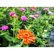 Zinnia 'Fruit Smoothie Mix' Seeds (Certified Organic)
