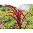 Amaranth 'Intense Purple' Seeds (Certified Organic)