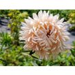 China Aster 'Salmon Janina' Seeds (Certified Organic)