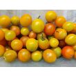 Tomato 'Ambrosia Gold' 