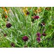 Bachelor's Button 'Black Magic' Seeds (Certified Organic)