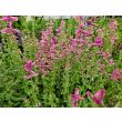 Salvia 'Marble Arch Rose' Seeds