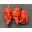 Hot Pepper 'Sugar Rush x Ghost, Red' Seeds
