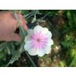 Rose Campion 'Angel's Blush' 