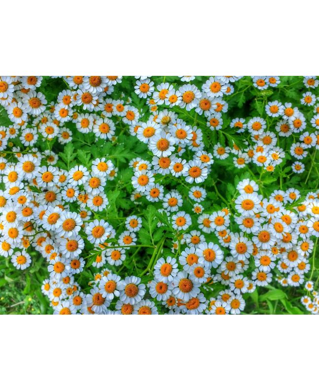 Feverfew