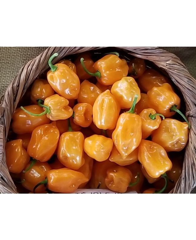 Hot Pepper 'Orange Habanero' 
